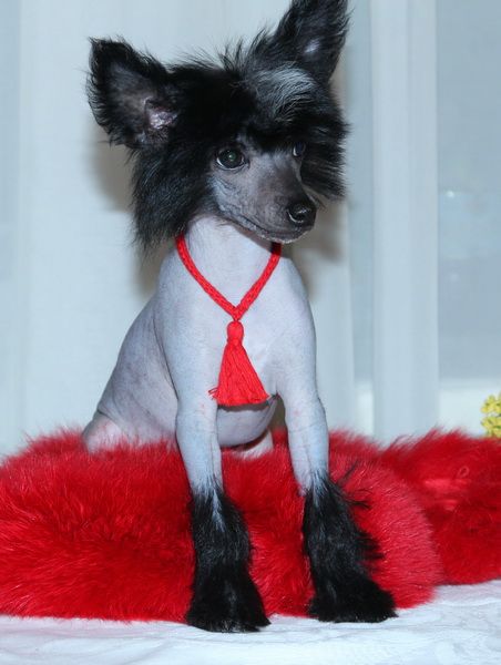 Orero Lovely Arabica Savoury