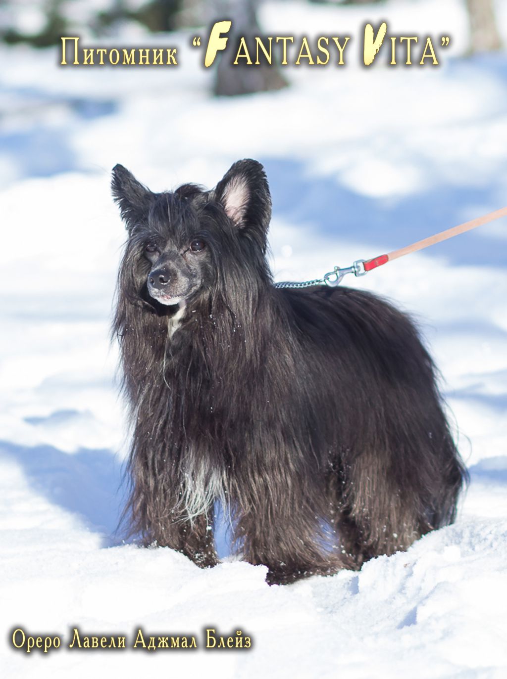 Orero Lovely Ajmal Blaze