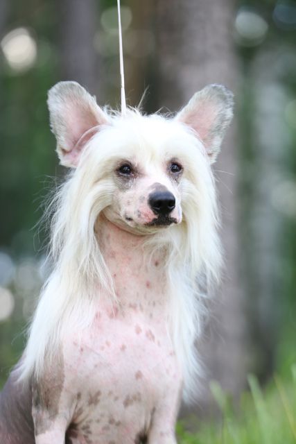 Kredo Festa Moment of Glory