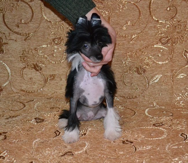 Vellar Pljus Vikontessa