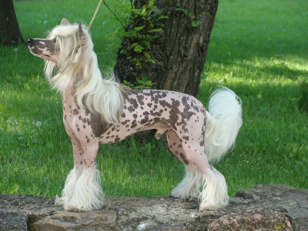 Ramses Sidabrine tuopa