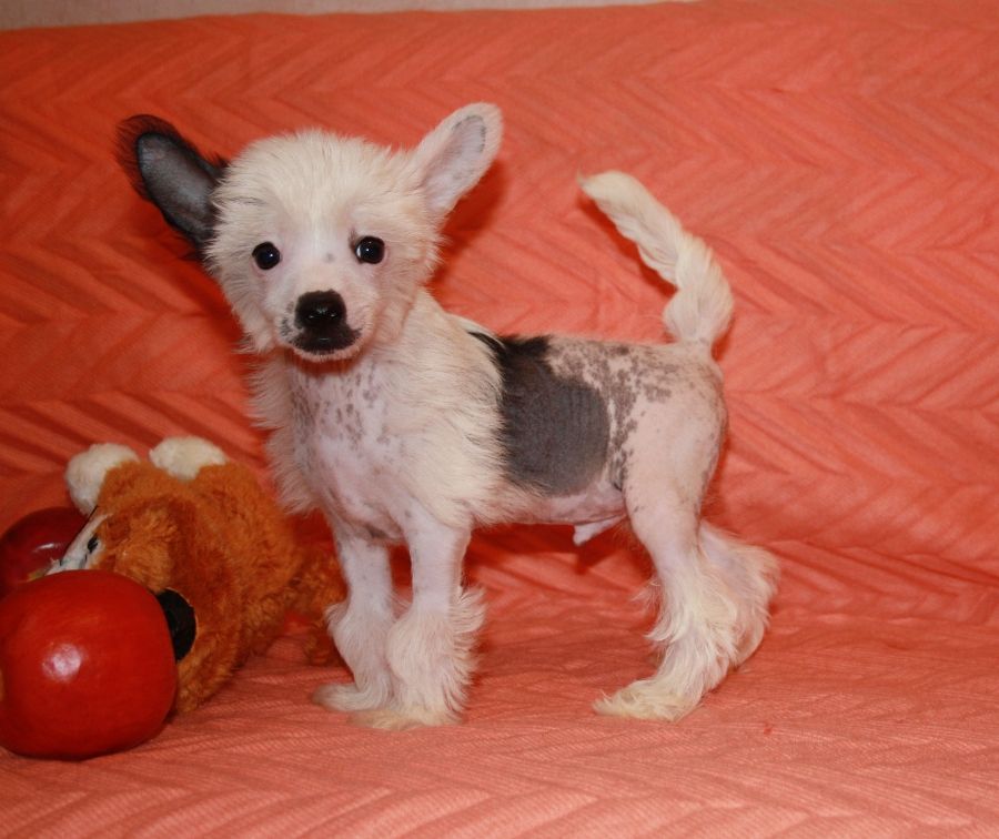 Charuyuschiy Soblazn Ya'Galaktik