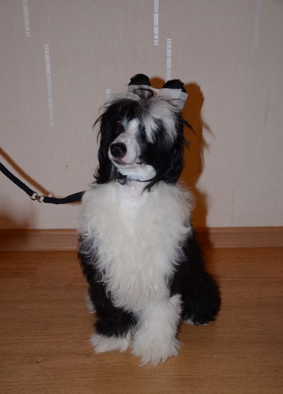 Apriori Vip Arabeska Pot'on