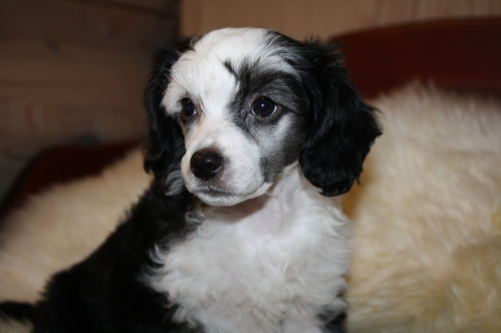 Amcockgarden's Janeiro Jade