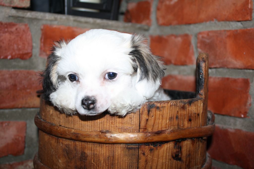 Amcockgarden's Jersey J'adore