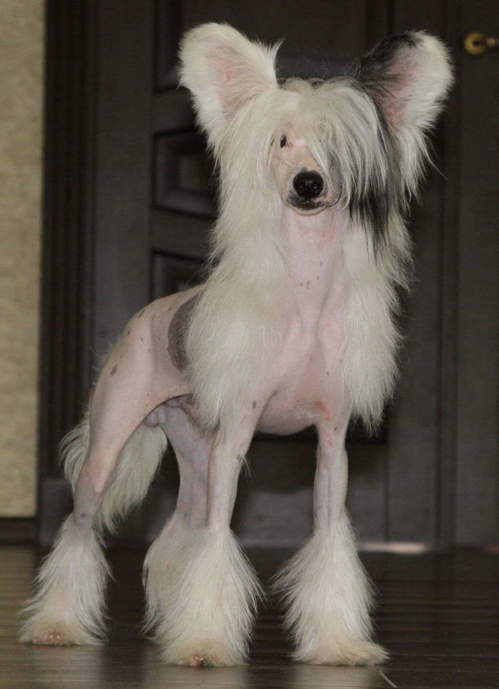 Premier Mari Orlando Boom