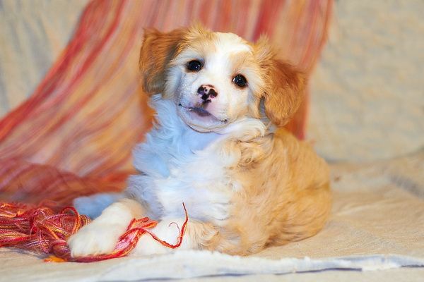 Chesar Vincent Iz Strani Cvetov