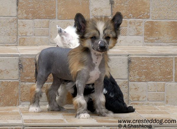 Angel Look Heart and Soul