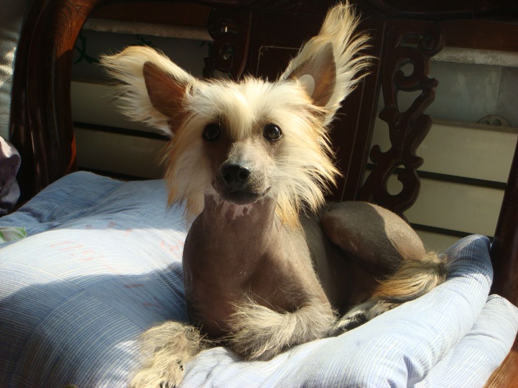 Gold meteor//dragon dragon