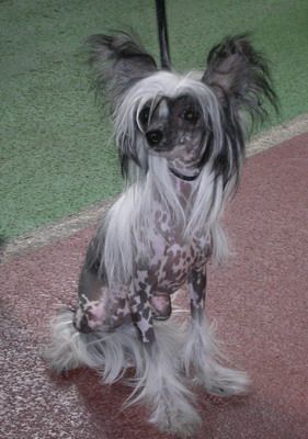 Russky Samurai Gabriella