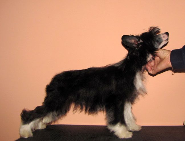 Bi-lav Plus Anjutiny Glazki