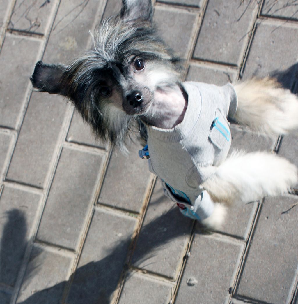 Z-best Del Azart Dog