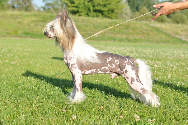 Kristal Yaniry Hurricane of Snow