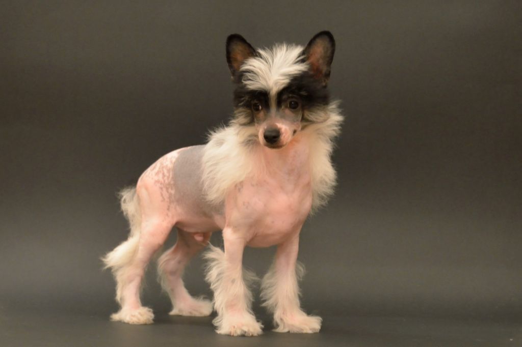 Chado Ralph Rucci Grace Forever