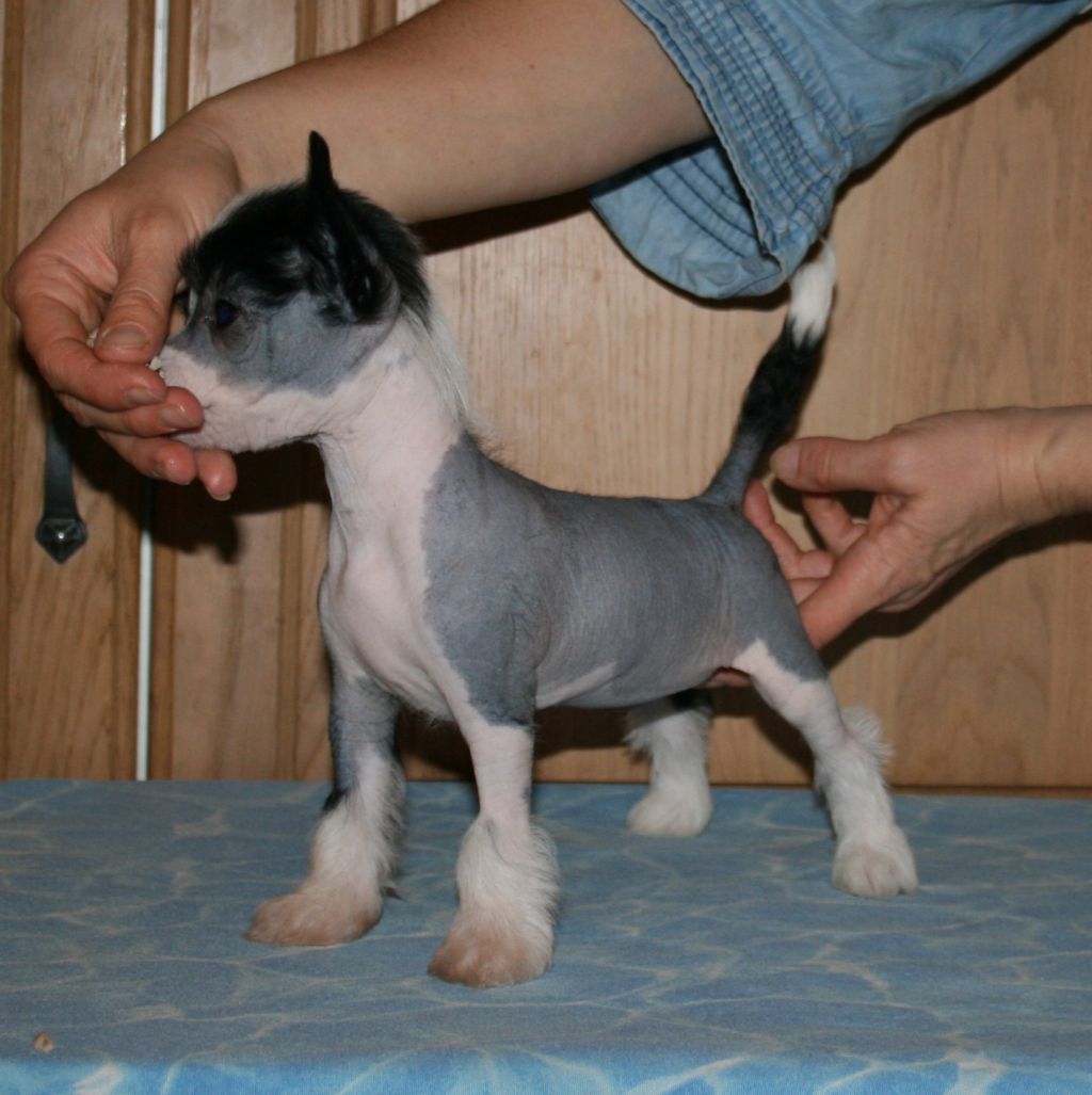 Proud Pony Action Man