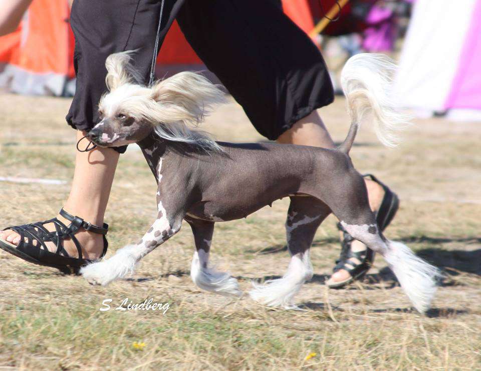 Proud Pony A Cappella