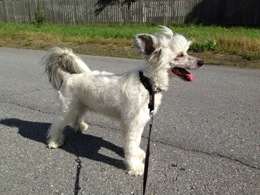 Pudervippans Aamuruskon Emil