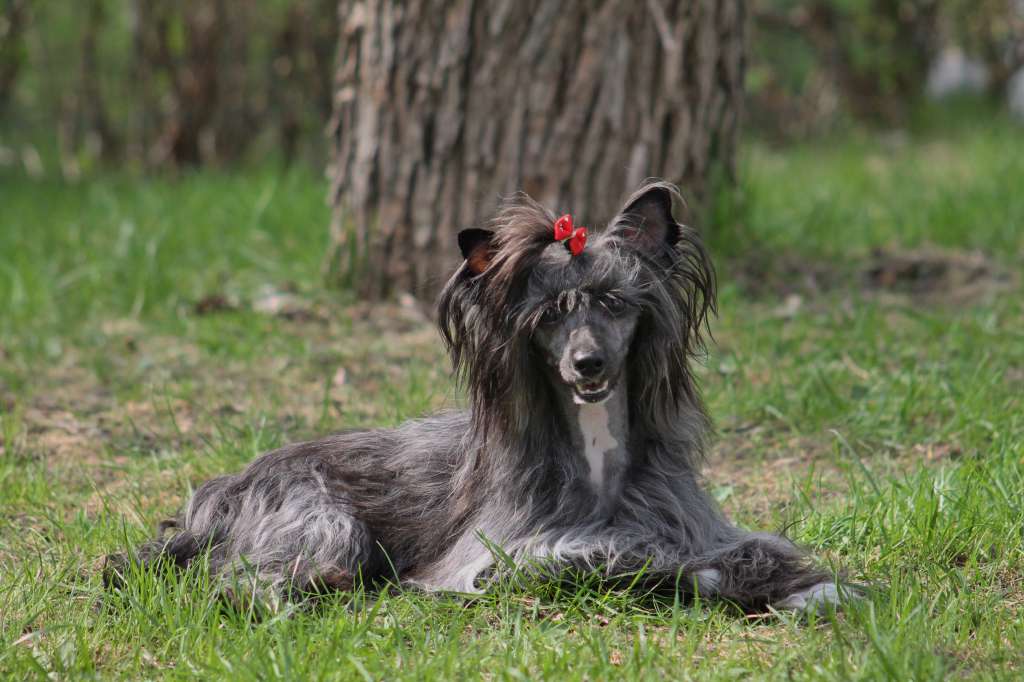 Pudervippans Aamutähden Siiri