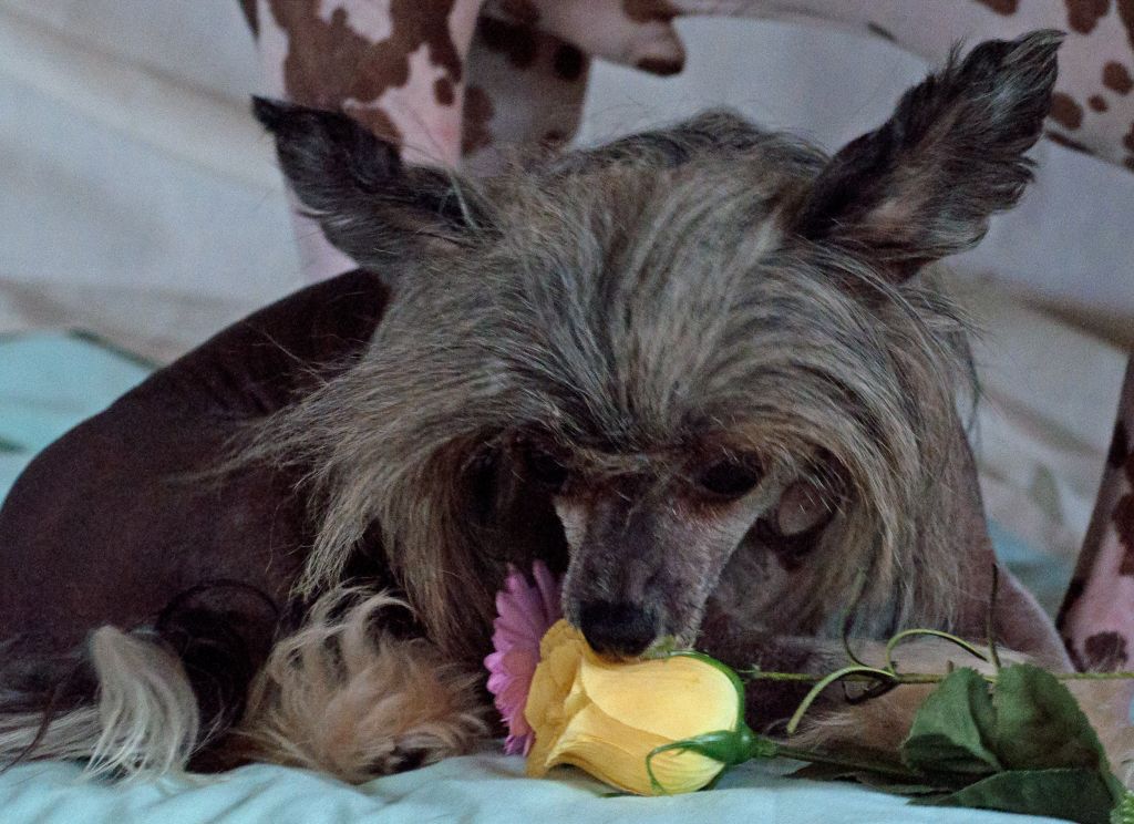 Aurispa Rowenaravenclaw