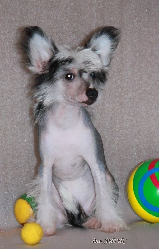 Dragotsennaya  Kapel'ka Uspeha Dlya  Liris