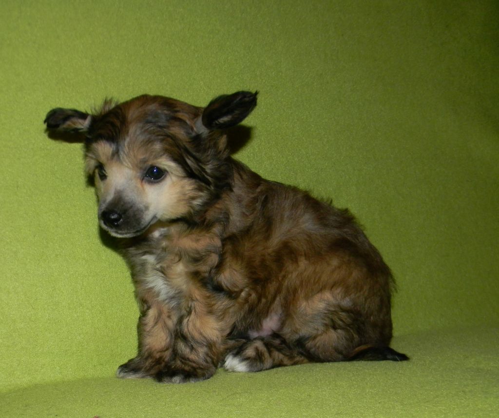 Ognenny Lotos Lorentso Donnisholo