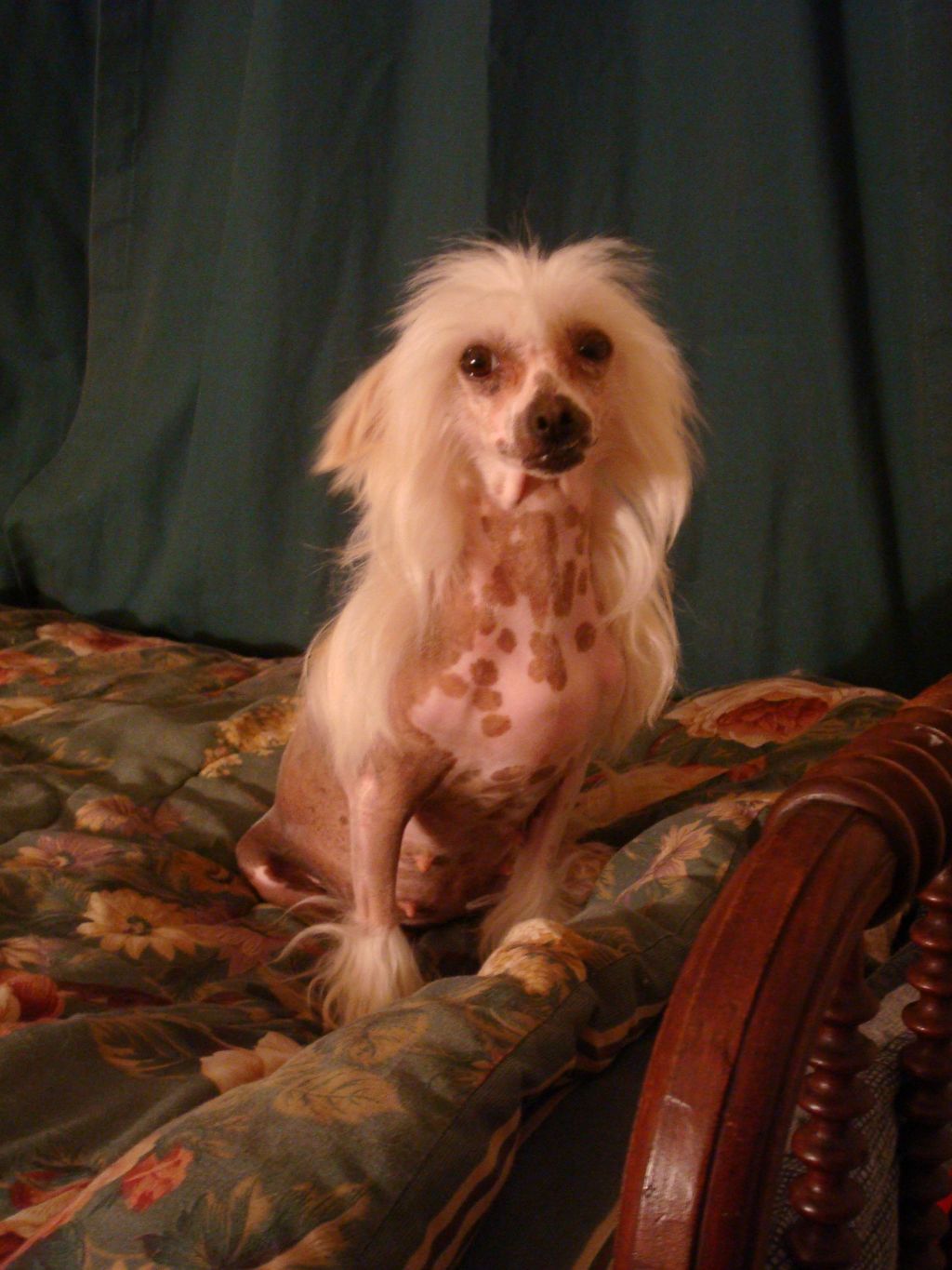 Castlecoves Ociana Pacifica