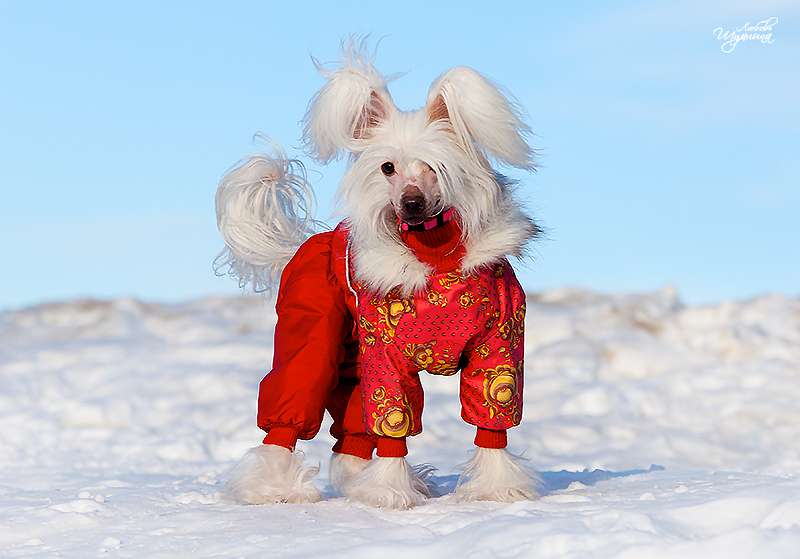 Bella Konstanta Krasotka for LoveMagic