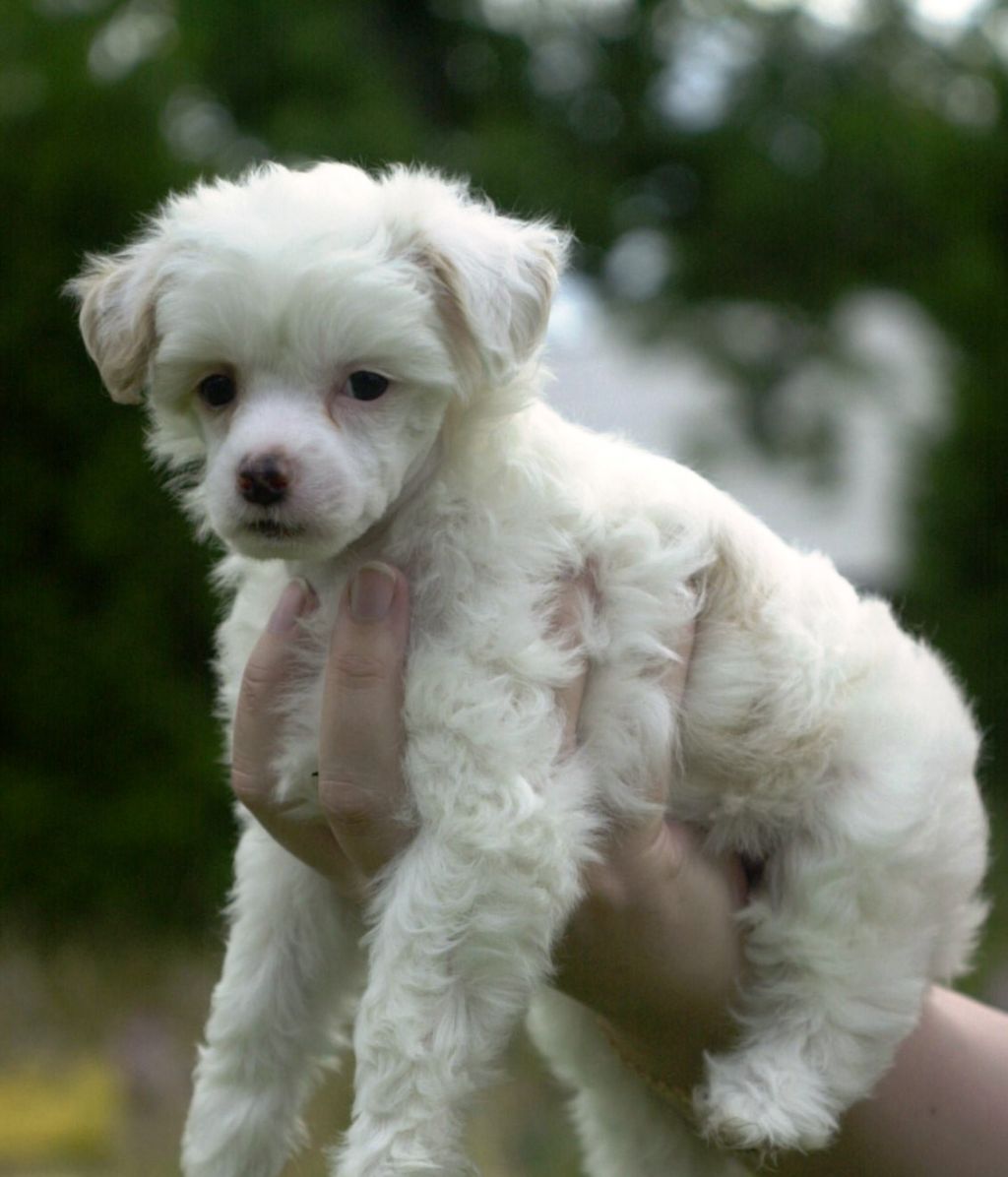 Pappersdrakens Mazarin