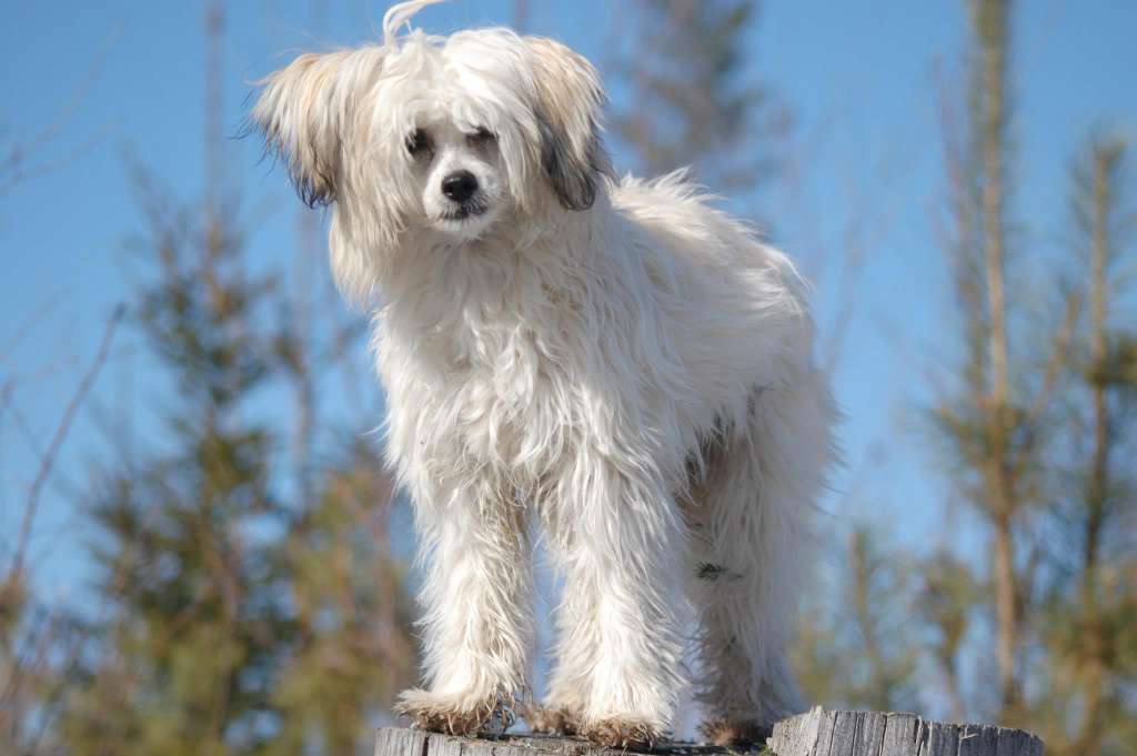 Pappersdrakens Tosca