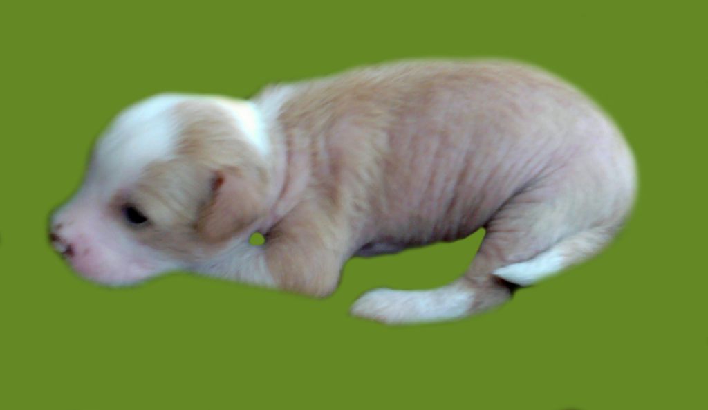 Ol Mary Kapi Violetta