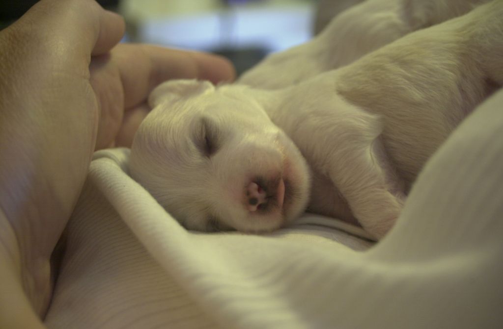 Pappersdrakens LingLing