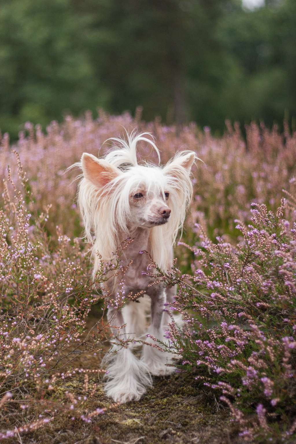 It's Magic Princes de la Roses