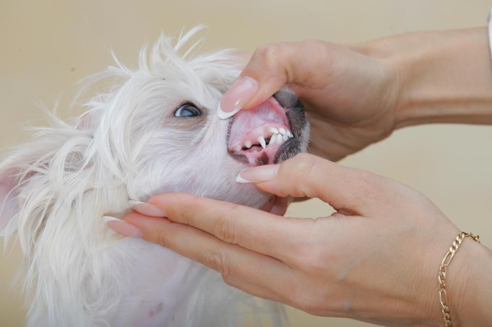 Crestyle Been Kiss Twice HL