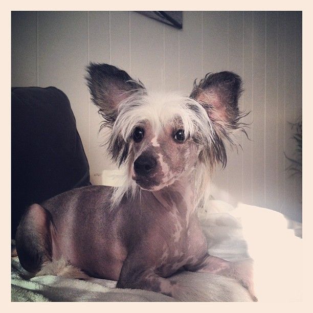 K9Madness Idolizing Icon