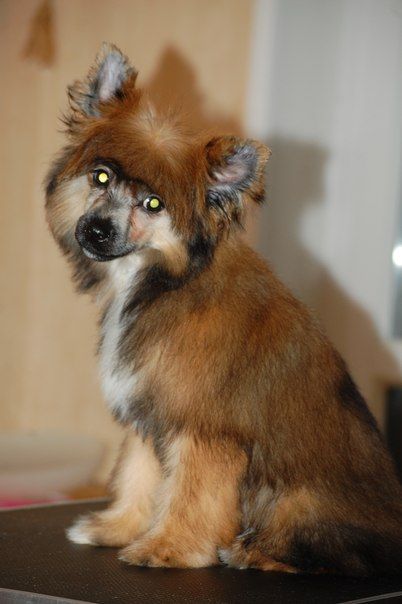 Ramiata Yantarnaya Luna