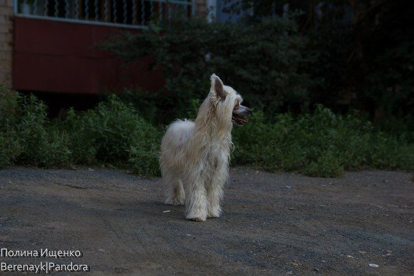 Berenik Pandora Cherry Blossom