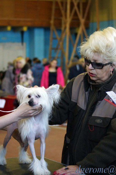 Berenik Pandora Charming Little