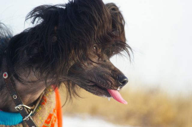 Alvine Band Orlando Black