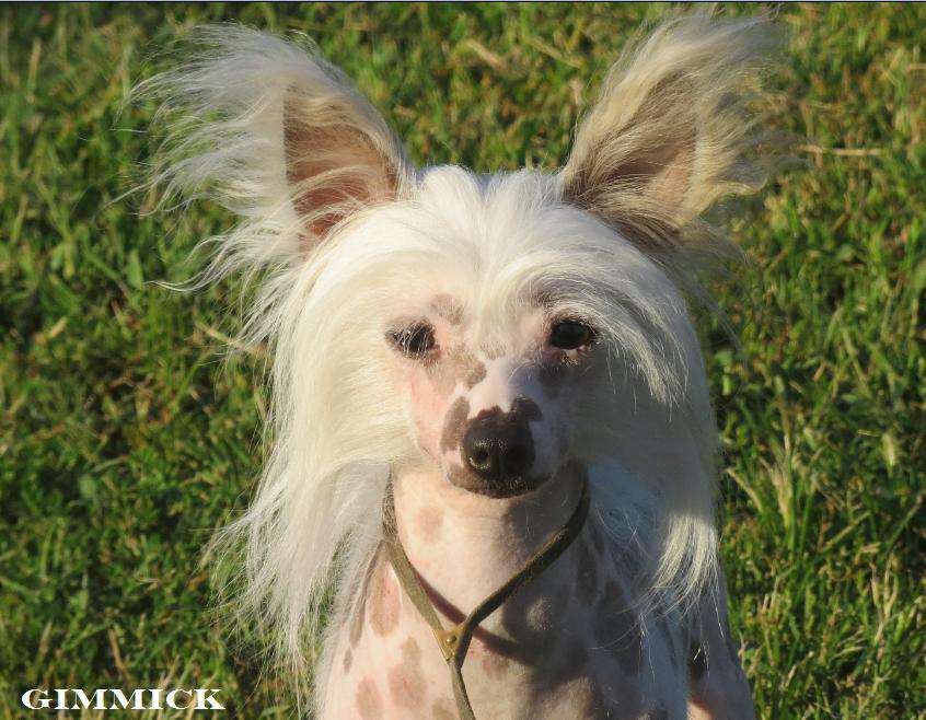 Radiant's Gotta Have A Gimmick