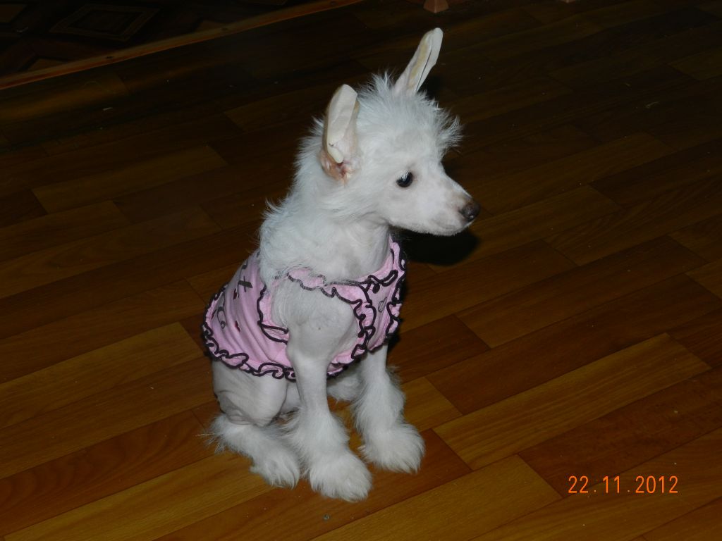 Bella Konstanta Kyanti