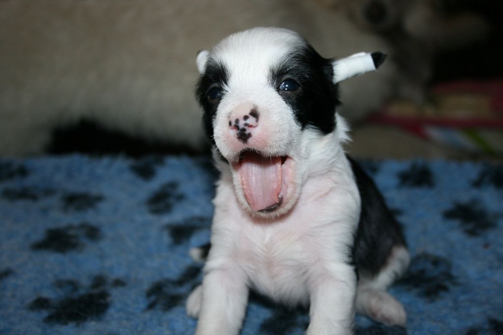 Bella Konstanta Kardinal