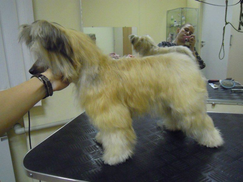 Sapfir iz Tsarskogo Sela Klementina