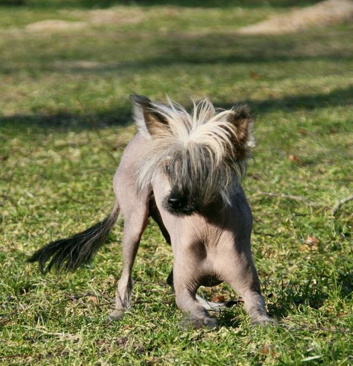 Be My Dog's Brush Your Tears