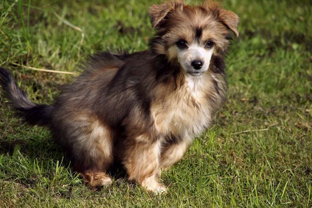 Be My Dog's Bar Cash Gold