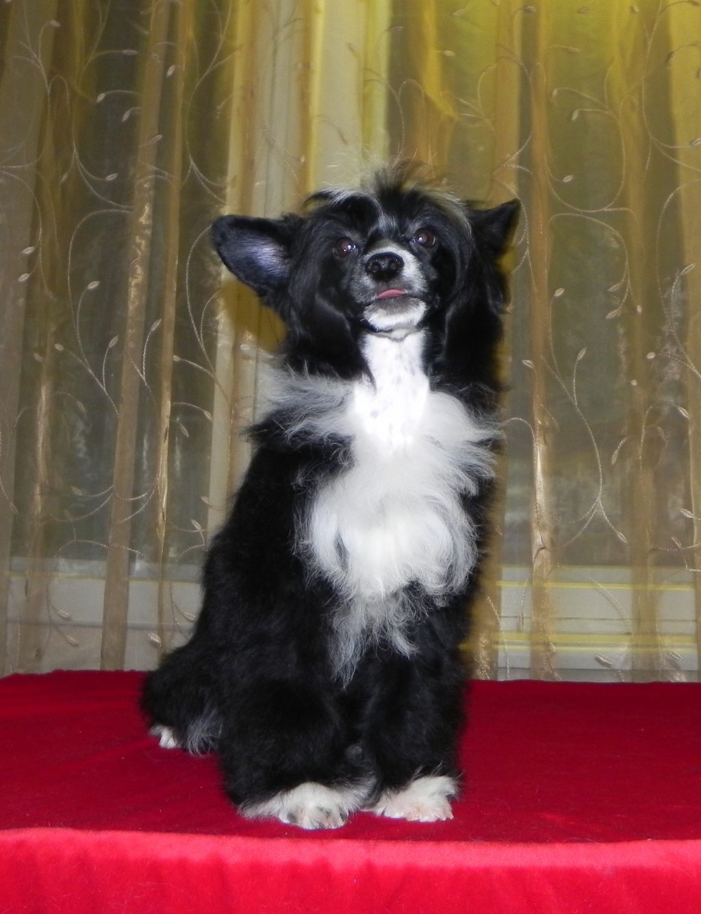 Sariolo Revda Vanessa Fortuna