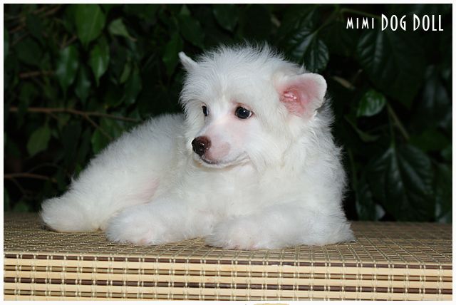 Mimi Dog Doll Tamagotchi