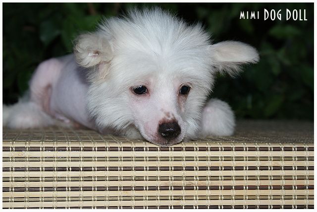 Mimi Dog Doll Tarantino