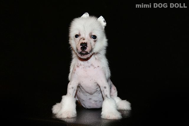 Mimi Dog Doll Hip-Hop
