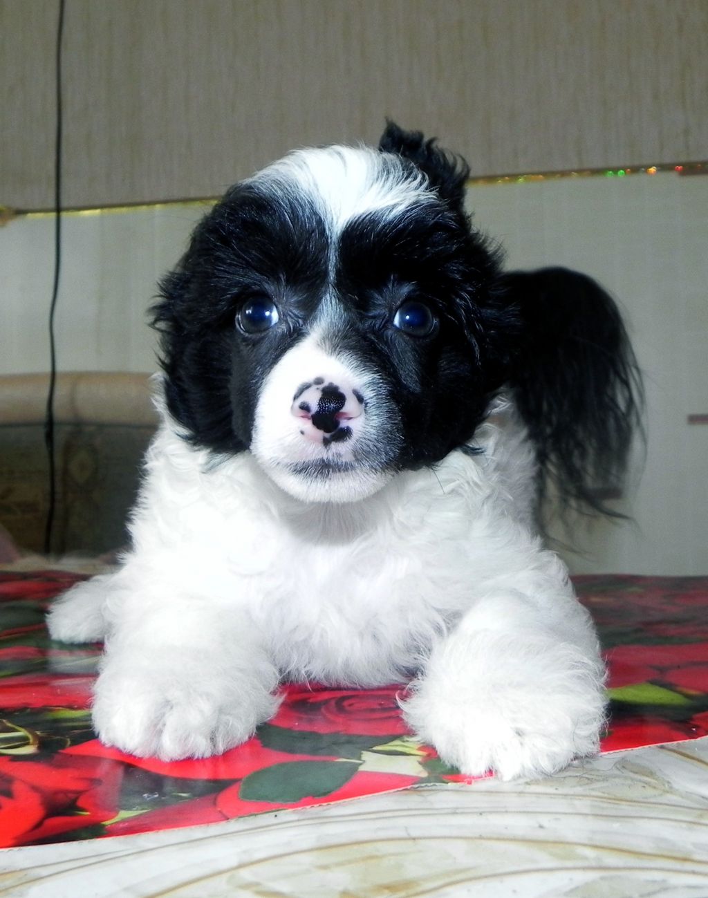 Sariolo Revda Vertu Diamond