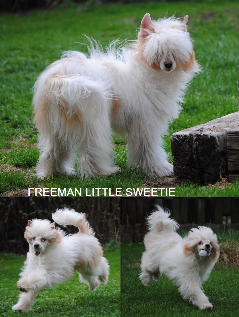 Freeman Little Sweetie